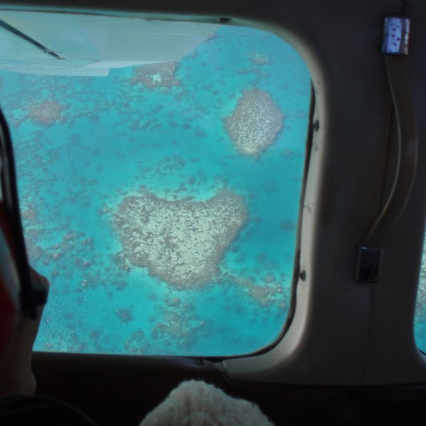 reef view inside plane