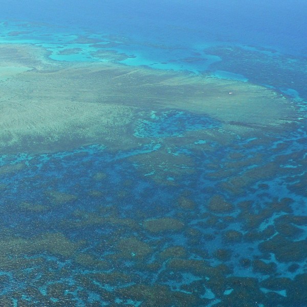 blue water reef